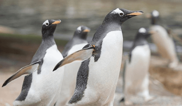 Baby penguins have hatched at Edinburgh Zoo, and Instagram really needed that news Baby penguins have hatched at Edinburgh Zoo, and Instagram really needed that news