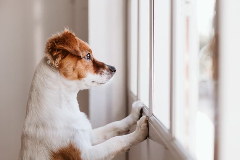 DSPCA urges pet owners not to forget their dogs as they return to office DSPCA urges pet owners not to forget their dogs as they return to office