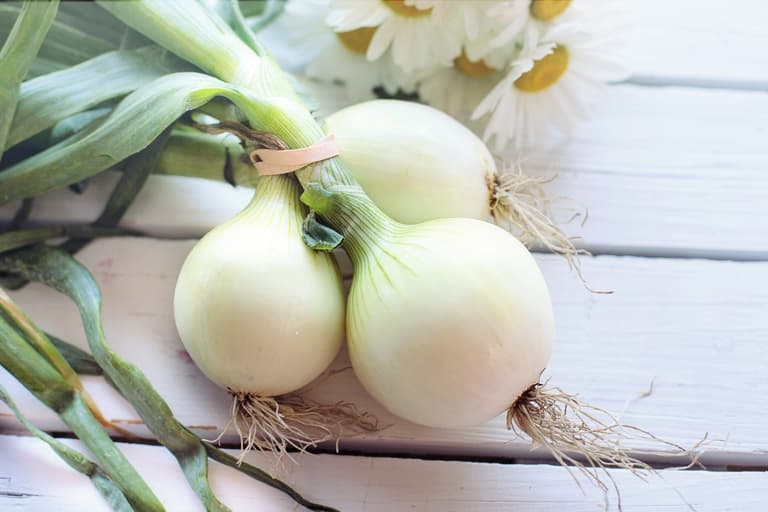 You can now get “tearless onions” in the UK You can now get “tearless onions” in the UK