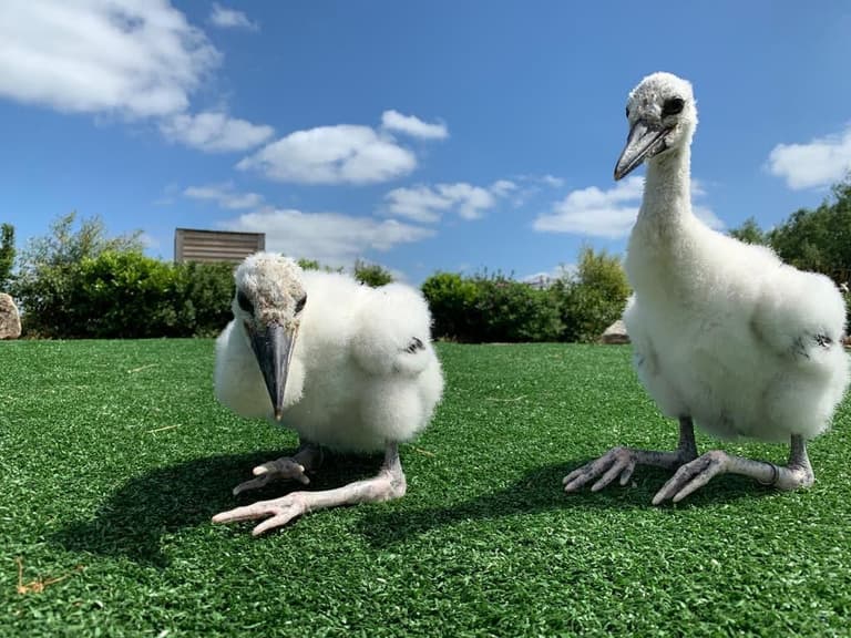 Tayto Park welcomes three chicks and need your help naming the new arrivals Tayto Park welcomes three chicks and need your help naming the new arrivals