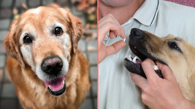 Anti-aging drug for dogs set to be available by 2026 Anti-aging drug for dogs set to be available by 2026
