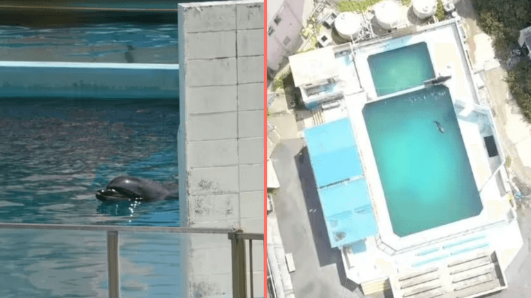 ‘World’s loneliest dolphin’ died alone in abandoned theme park ‘World’s loneliest dolphin’ died alone in abandoned theme park