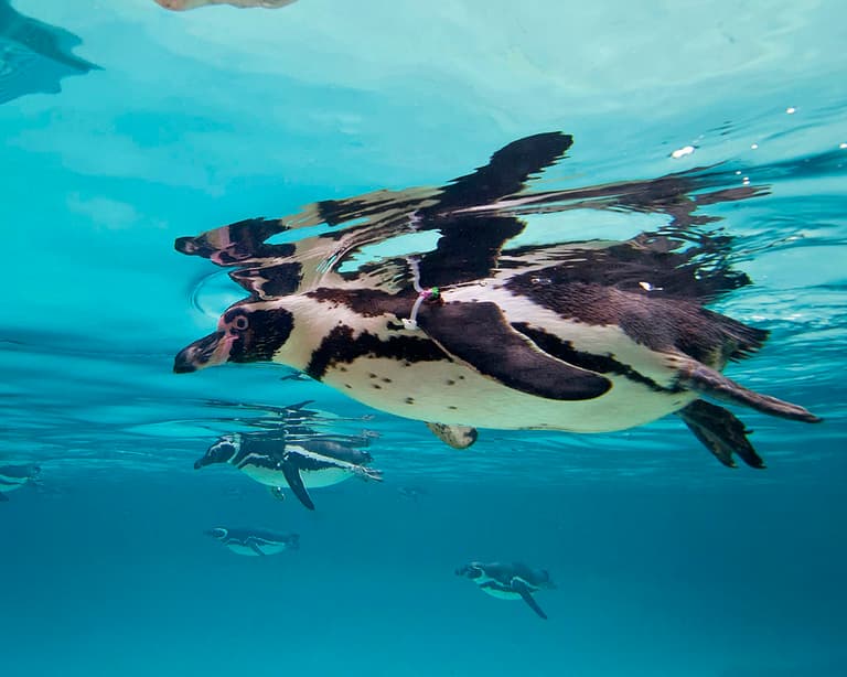 Gay penguin couple raise chick after it gets rejected by its parents