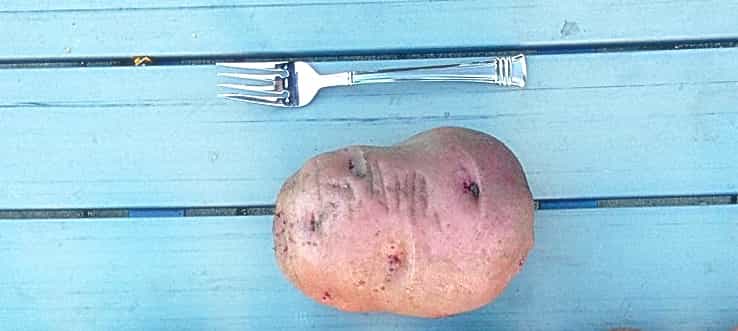 How to turn one potato into 20 potatoes. For free How to turn one potato into 20 potatoes. For free