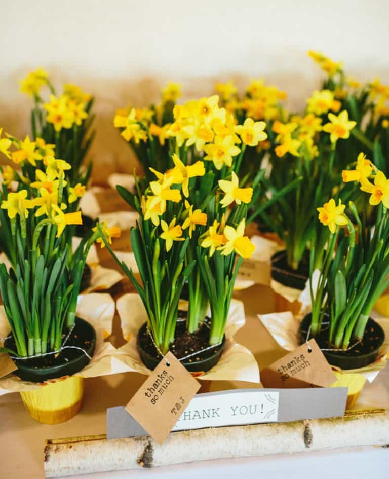 Support cancer services: Today is Daffodil Day Support cancer services: Today is Daffodil Day
