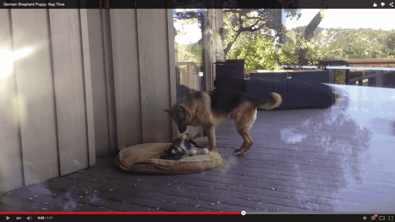 WATCH: Naptime – it’s a battle of wills no matter what species you are WATCH: Naptime – it’s a battle of wills no matter what species you are