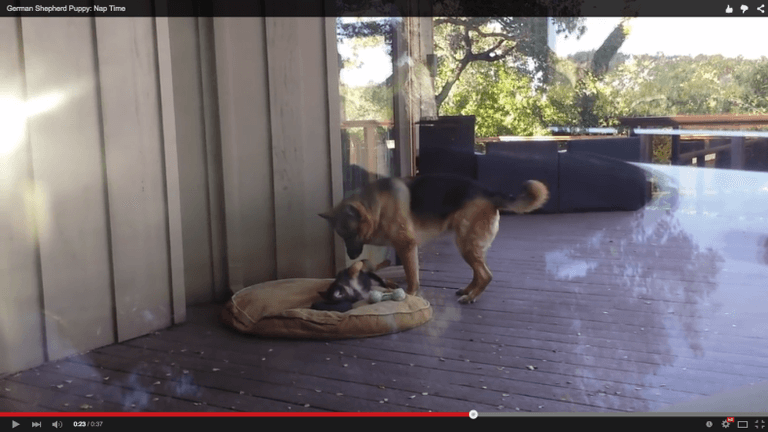 WATCH: Naptime – it’s a battle of wills no matter what species you are WATCH: Naptime – it’s a battle of wills no matter what species you are