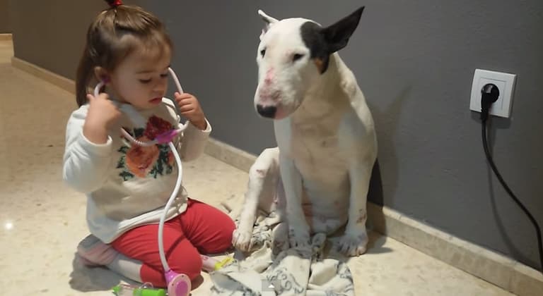 WATCH: Little girl’s medical check-up on large dog is adorable WATCH: Little girl’s medical check-up on large dog is adorable