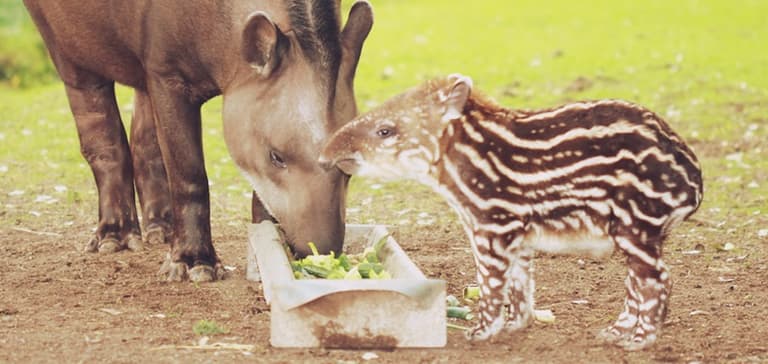 Fota needs YOUR help to name this rather unusual baby Fota needs YOUR help to name this rather unusual baby