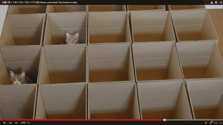 WATCH: This cat video has mesmerised the Internet WATCH: This cat video has mesmerised the Internet