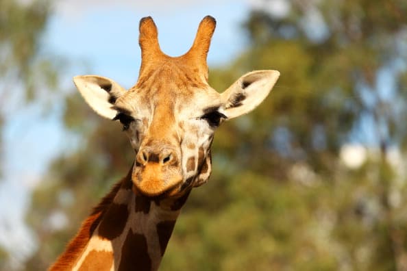This Scottish zoo is offering single dads free entry for them and their children This Scottish zoo is offering single dads free entry for them and their children