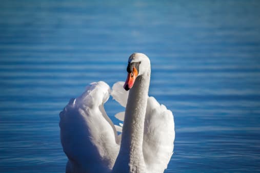 Supervet Noel Fitzpatrick saves swan lost in the middle of a busy Dublin road Supervet Noel Fitzpatrick saves swan lost in the middle of a busy Dublin road