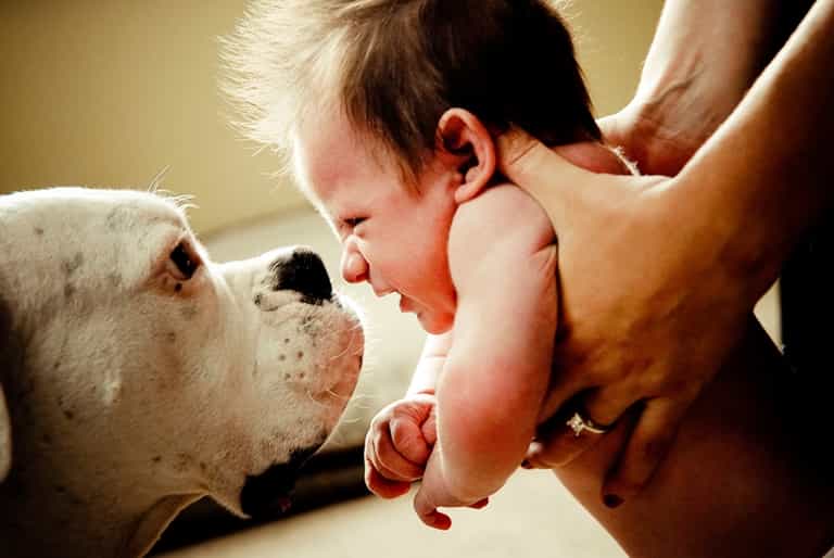 Dogs and Kids: Can they all just get along? Dogs and Kids: Can they all just get along?