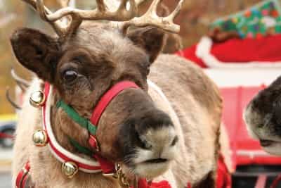 The Definitive Guide To 15 Of This Year’s BEST Santa Experiences The Definitive Guide To 15 Of This Year’s BEST Santa Experiences