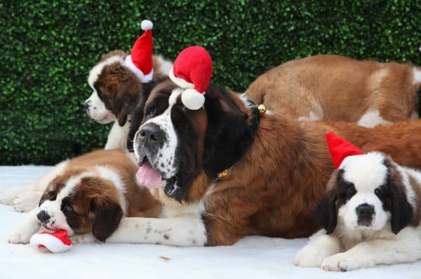 8 brilliant family Christmas movies on Netflix NOW 8 brilliant family Christmas movies on Netflix NOW