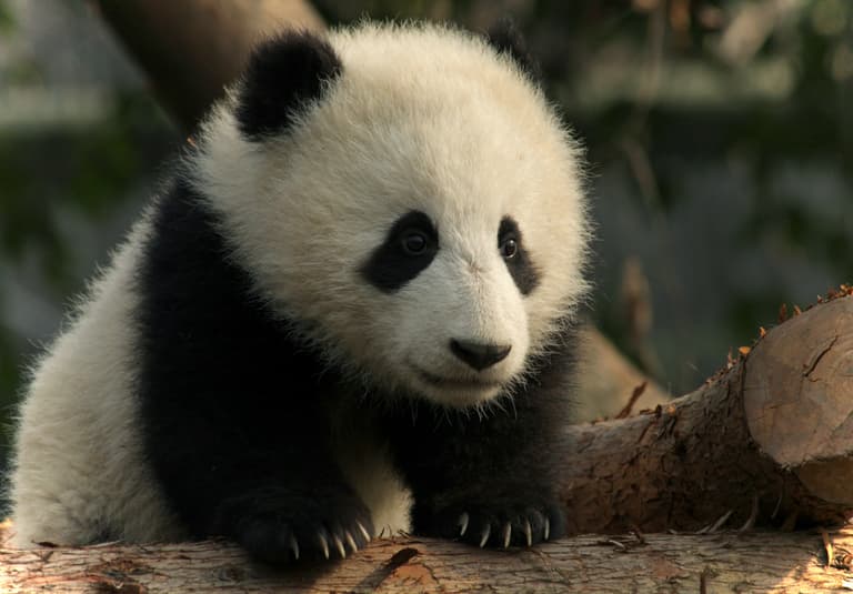 This viral puzzle is festive and fun (did you find the panda?) This viral puzzle is festive and fun (did you find the panda?)