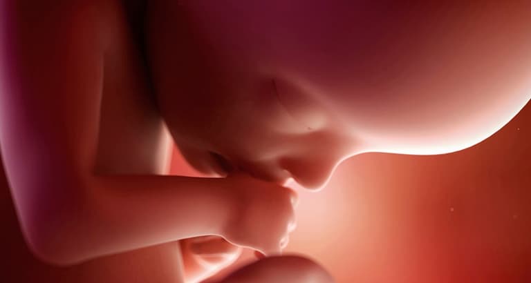 5 Facts About Placenta That You May Not Know 5 Facts About Placenta That You May Not Know