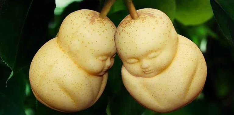 China Has Invented An Adorable New Way To Eat Pears China Has Invented An Adorable New Way To Eat Pears
