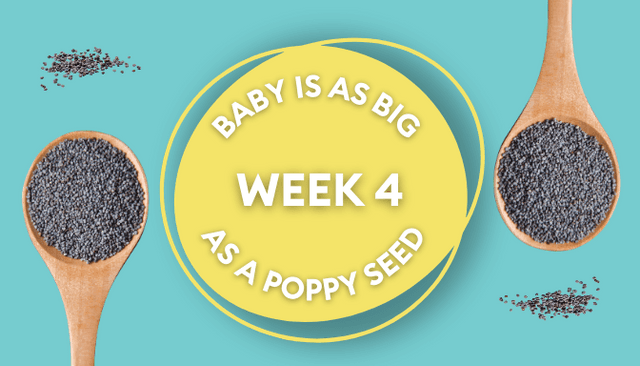 Your baby at 4 weeks: Week-by-week guide to pregnancy Your baby at 4 weeks: Week-by-week guide to pregnancy
