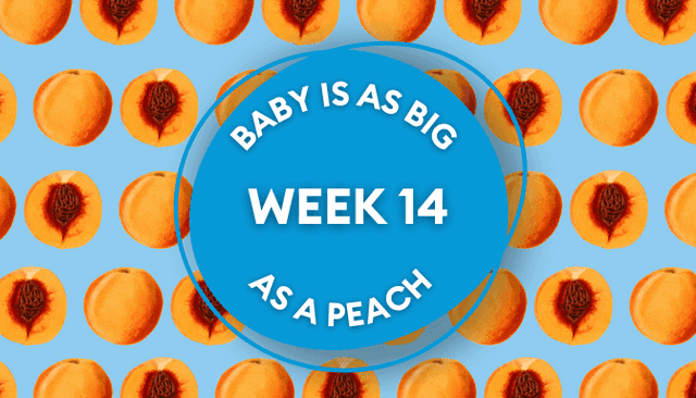 Your baby at 14 weeks pregnant: Week-by-week guide to development Your baby at 14 weeks pregnant: Week-by-week guide to development