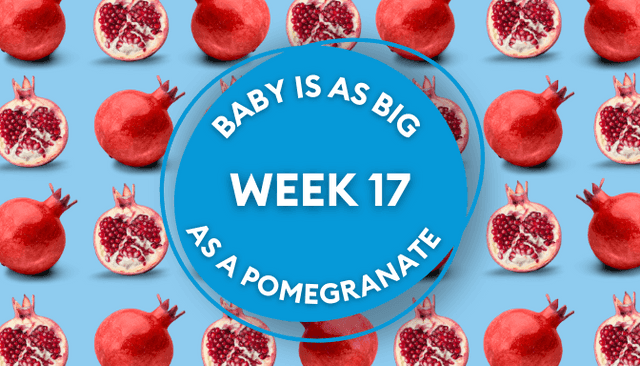 Your baby at 17 weeks pregnant: Week-by-week guide to development Your baby at 17 weeks pregnant: Week-by-week guide to development