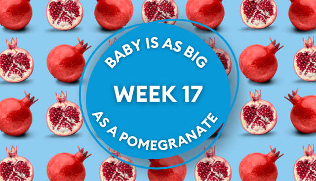 Your baby at 17 weeks pregnant: Week-by-week guide to development Your baby at 17 weeks pregnant: Week-by-week guide to development