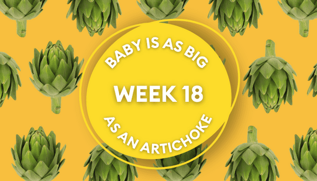 Your baby at 18 weeks pregnant: Week-by-week guide to development Your baby at 18 weeks pregnant: Week-by-week guide to development