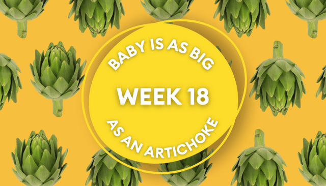 Your baby at 18 weeks pregnant: Week-by-week guide to development Your baby at 18 weeks pregnant: Week-by-week guide to development