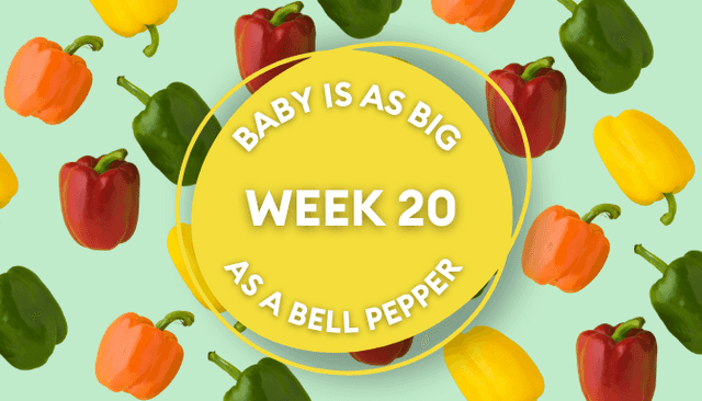 Your baby at 20 weeks pregnant: Week-by-week guide to development Your baby at 20 weeks pregnant: Week-by-week guide to development