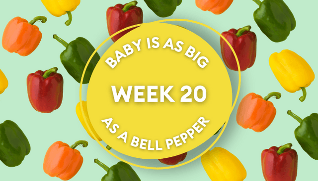 Your baby at 20 weeks pregnant: Week-by-week guide to development Your baby at 20 weeks pregnant: Week-by-week guide to development
