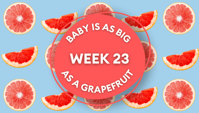 Your baby at 23 weeks pregnant: Week-by-week guide to development Your baby at 23 weeks pregnant: Week-by-week guide to development