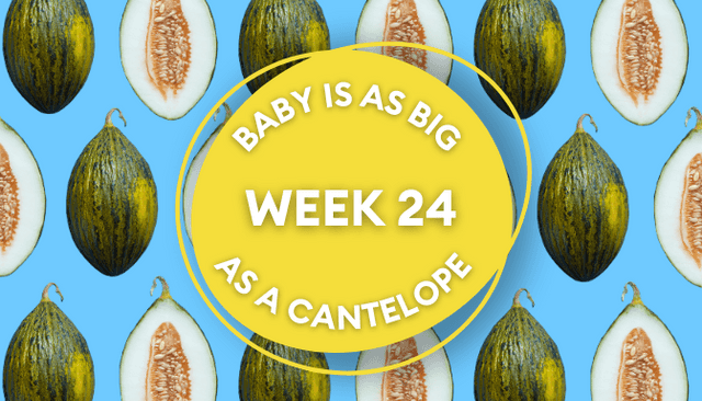 Your baby at 24 weeks pregnant: Week-by-week guide to development Your baby at 24 weeks pregnant: Week-by-week guide to development