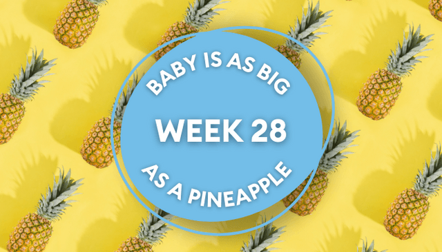 Your baby at 28 weeks pregnant: Week-by-week guide to development Your baby at 28 weeks pregnant: Week-by-week guide to development
