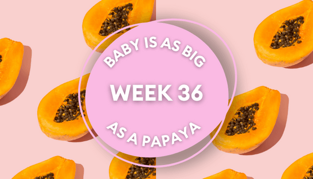 Your baby at 36 weeks pregnant: Week-by-week guide to development Your baby at 36 weeks pregnant: Week-by-week guide to development