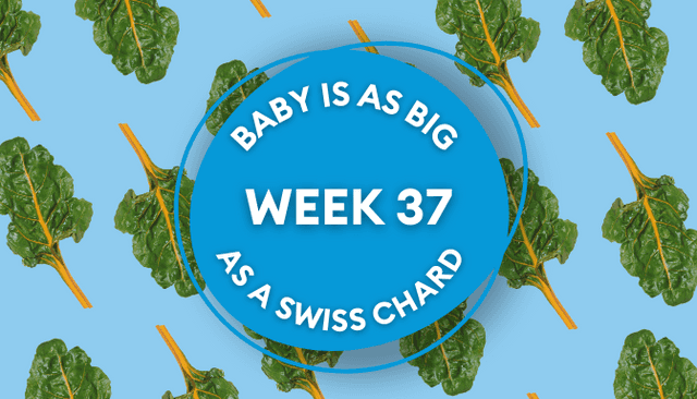 Your baby at 37 weeks pregnant: Week-by-week guide to development Your baby at 37 weeks pregnant: Week-by-week guide to development