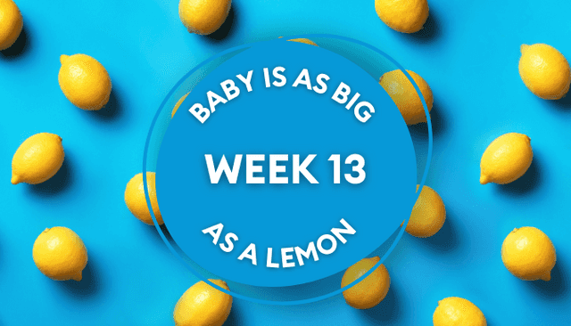 Your baby at 13 weeks pregnant: Week-by-week guide to development Your baby at 13 weeks pregnant: Week-by-week guide to development