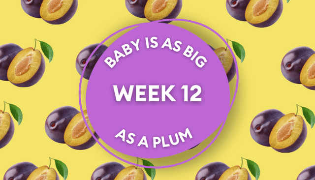 Your baby at 12 weeks pregnant: Week-by-week guide to development Your baby at 12 weeks pregnant: Week-by-week guide to development