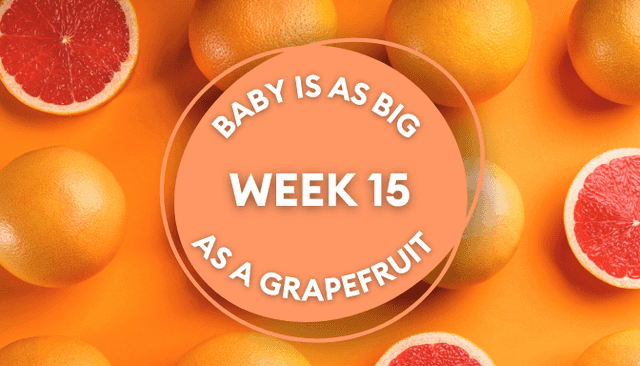 Your baby at 15 weeks pregnant: Week-by-week guide to development Your baby at 15 weeks pregnant: Week-by-week guide to development