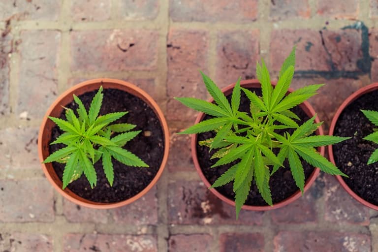 School Teacher Chastises Pot-Smoking Parents School Teacher Chastises Pot-Smoking Parents