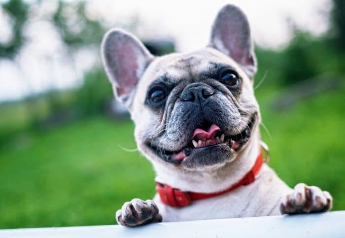 Boy, 7, creates a holiday to celebrate dogs and we’re putting it in our calendars already Boy, 7, creates a holiday to celebrate dogs and we’re putting it in our calendars already