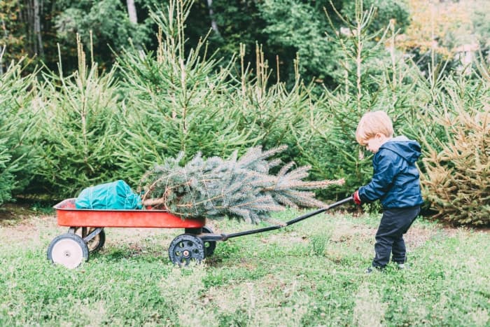 The Grangegorman Bring Centre will recycle your Christmas tree for free The Grangegorman Bring Centre will recycle your Christmas tree for free
