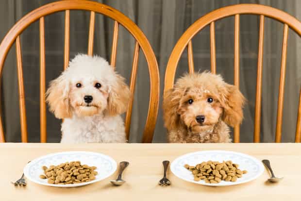 Study reveals certain dog foods which are dangerous for owners and dogs Study reveals certain dog foods which are dangerous for owners and dogs