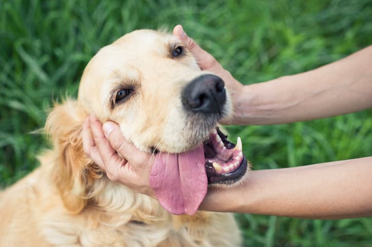 Dogs obey women more than they do men… but why? Dogs obey women more than they do men… but why?