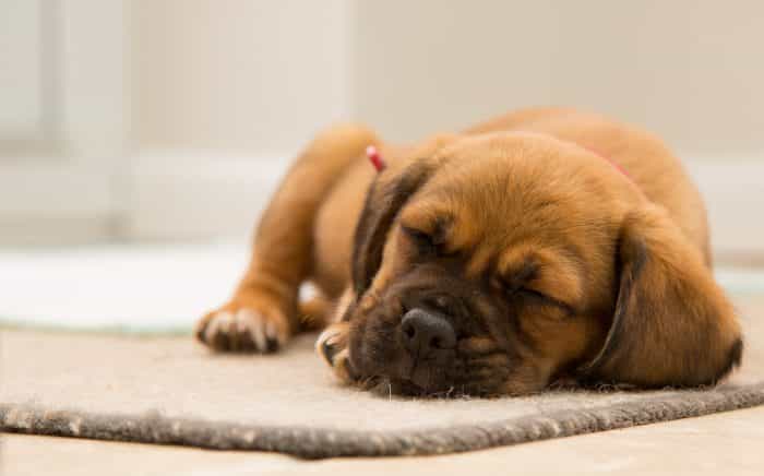 What our dogs dream about is probably the cutest thing you’ll read today What our dogs dream about is probably the cutest thing you’ll read today