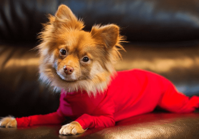 These doggie leotards are the cutest thing you’ll see today These doggie leotards are the cutest thing you’ll see today