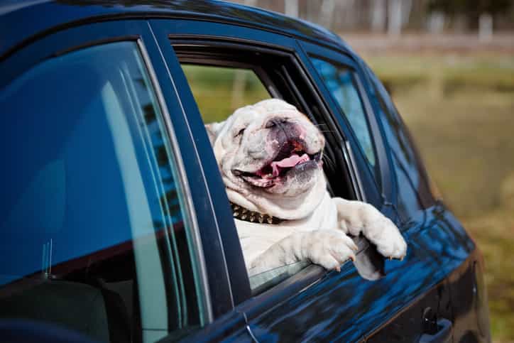 One in four of us don’t restrain our pets in the car, finds survey One in four of us don’t restrain our pets in the car, finds survey