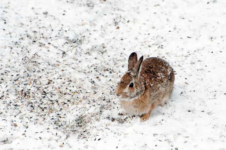 Dublin Airport police share video of them rescuing baby rabbit in the snow Dublin Airport police share video of them rescuing baby rabbit in the snow