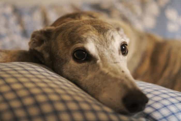Dogs Trust can’t find greyhounds their ‘forever home’ and the facts are heartbreaking Dogs Trust can’t find greyhounds their ‘forever home’ and the facts are heartbreaking