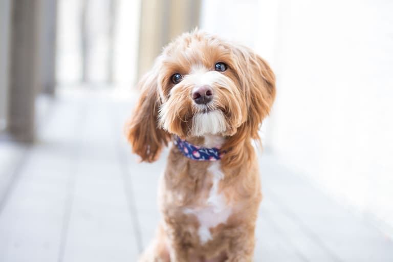 Mr Price is selling €1.30 puppy popcorn for movie nights with your furry friend Mr Price is selling €1.30 puppy popcorn for movie nights with your furry friend