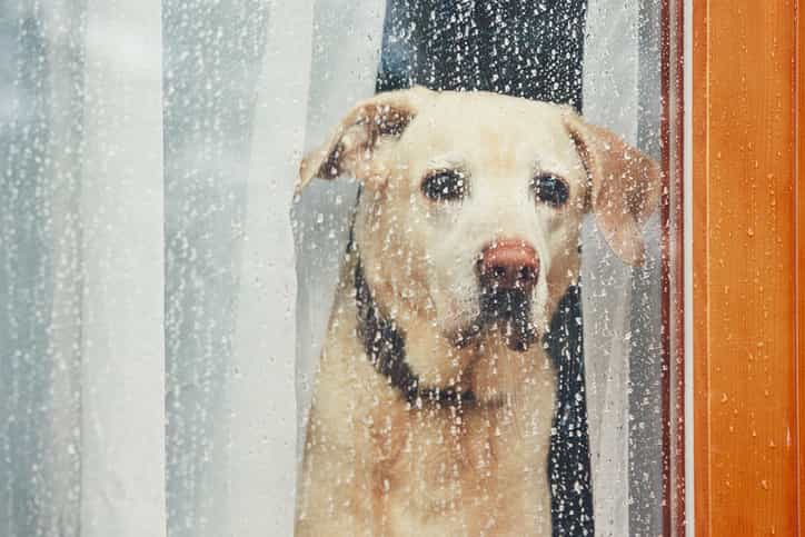 Dog’s reaction to his owner coming home is proof that we don’t deserve them Dog’s reaction to his owner coming home is proof that we don’t deserve them